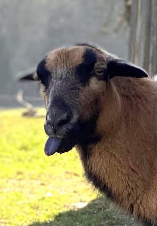 Kellerstoeckl Am Veganen Bio-Lebenshof "Varm - Die Vegane Farm" Sulb Eksteriør bilde